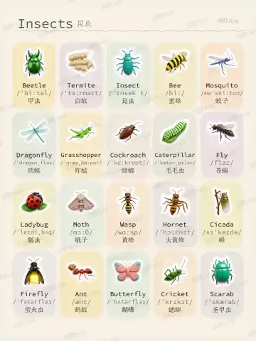 Insectes theme card cover