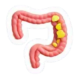 digestion Verdauung