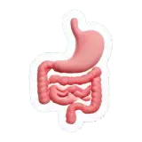 digestion Verdauung