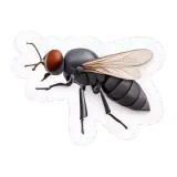 Fliege मक्खी