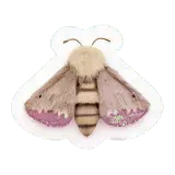 Motte पतंगा