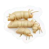 Termite दीमक